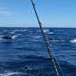 Pod of Dolphins
