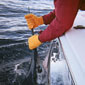We release the Marlin