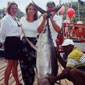 165 lb. Yellow Fin Tuna